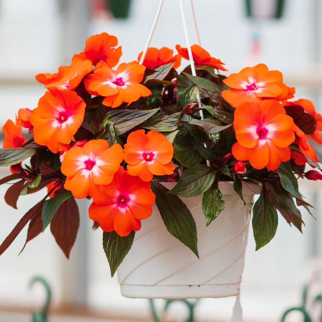 New Guinea Impatiens – Super Sonic Orange Ice – 8″ Hanging Basket